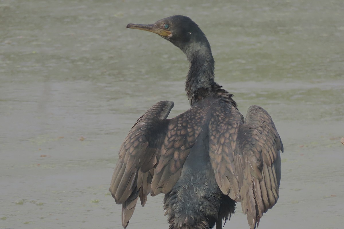 Индийский баклан - ML646889124