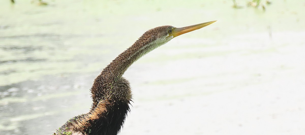 Anhinga roux - ML646889125