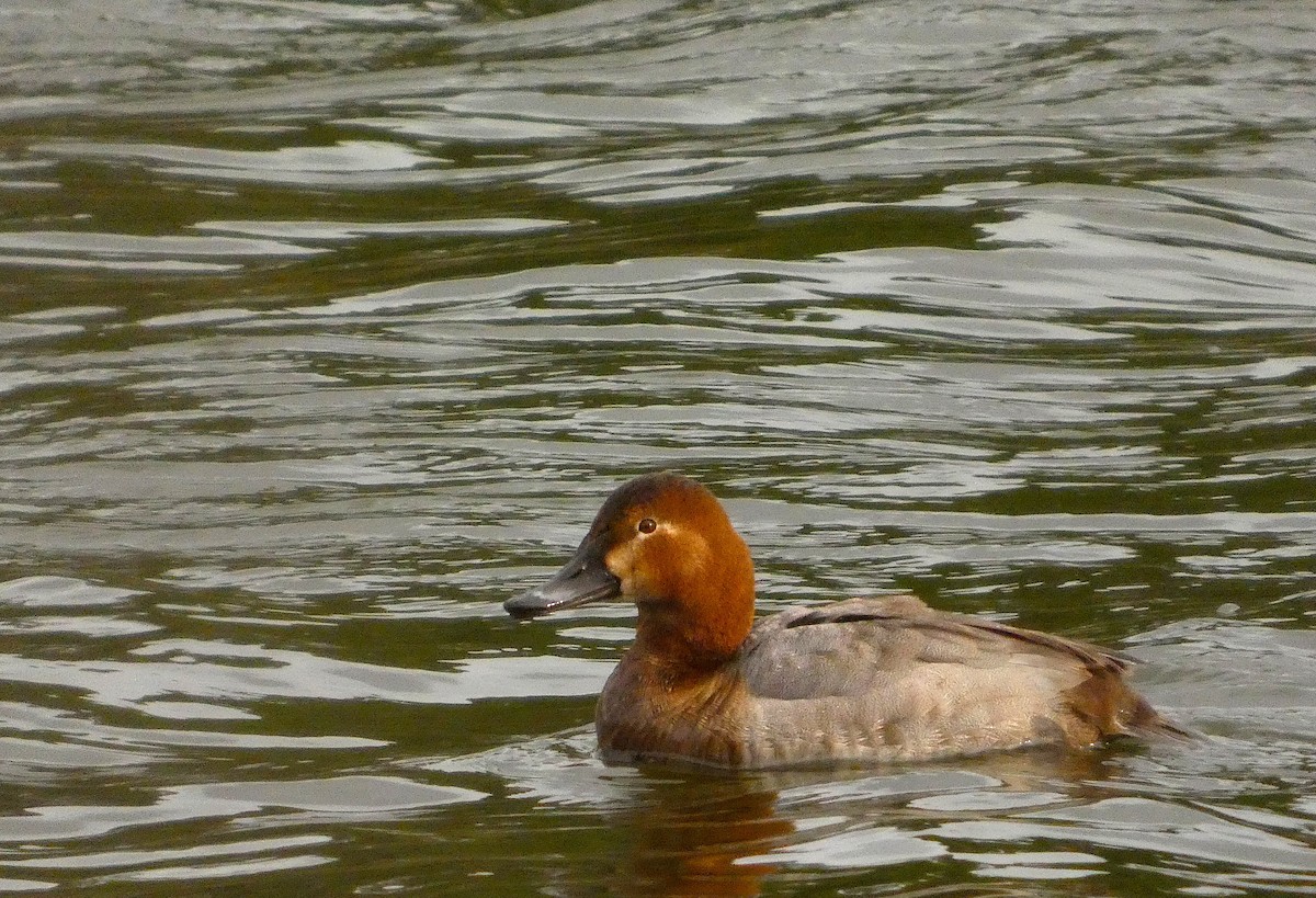 Murgilari arrunta - ML646889126