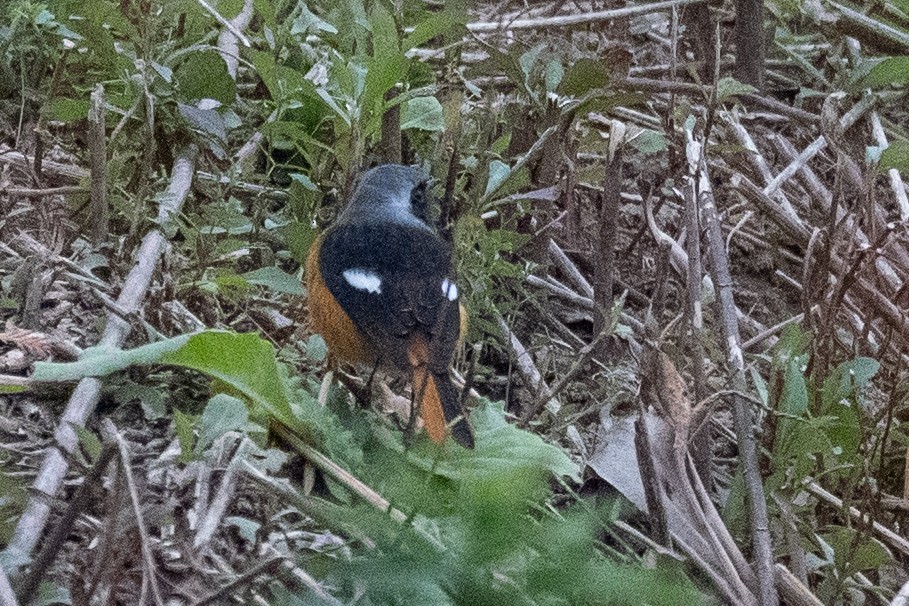 ジョウビタキ - ML646889127