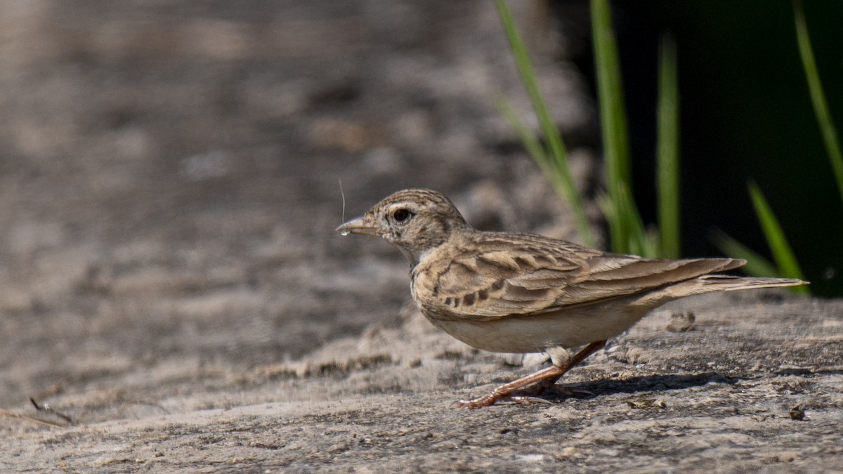 Terrera Oriental - ML646889134