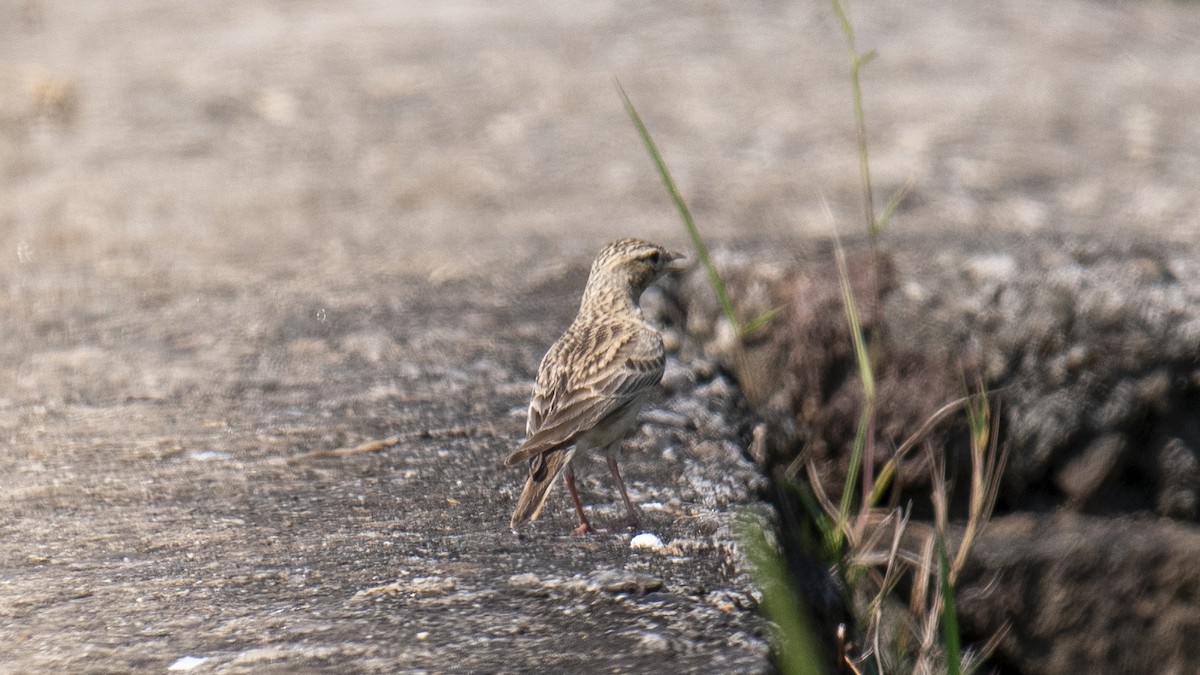 Terrera Oriental - ML646889135