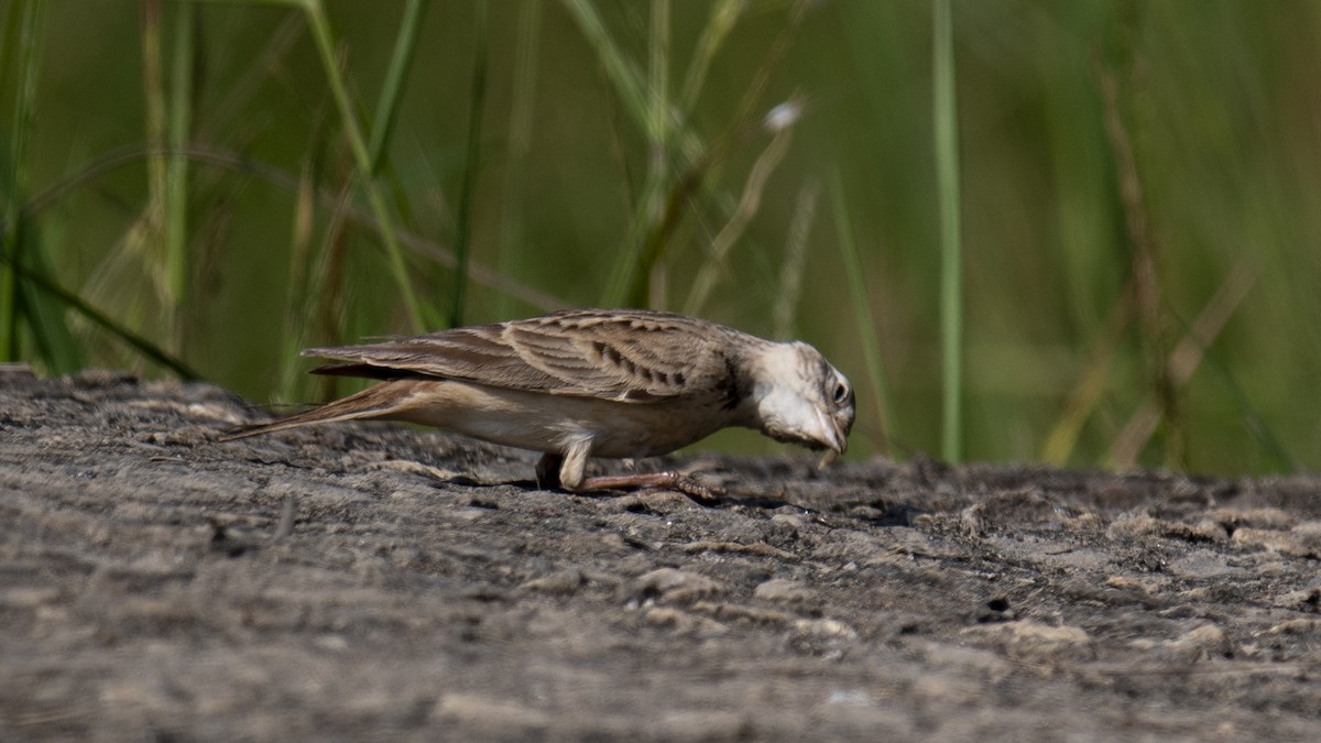 Mongolian Short-toed Lark - ML646889136