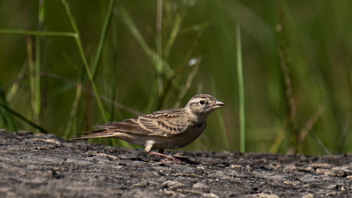 Mongolian Short-toed Lark - ML646889137