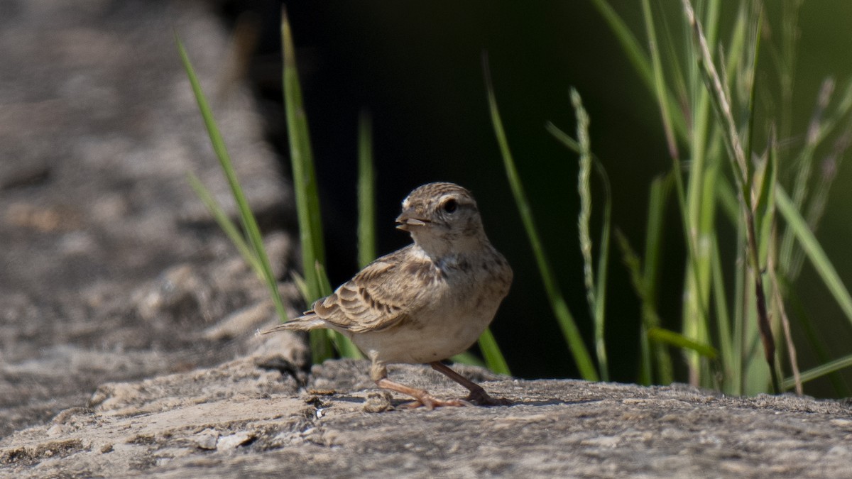 Mongolian Short-toed Lark - ML646889138