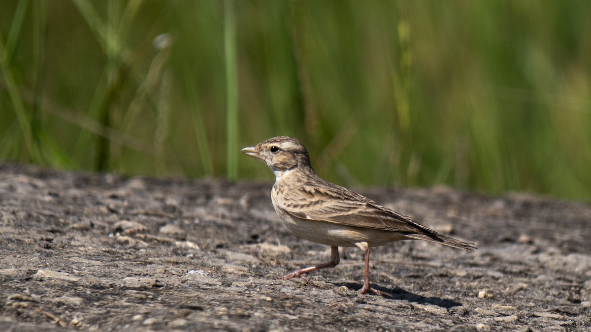 Mongolian Short-toed Lark - ML646889139