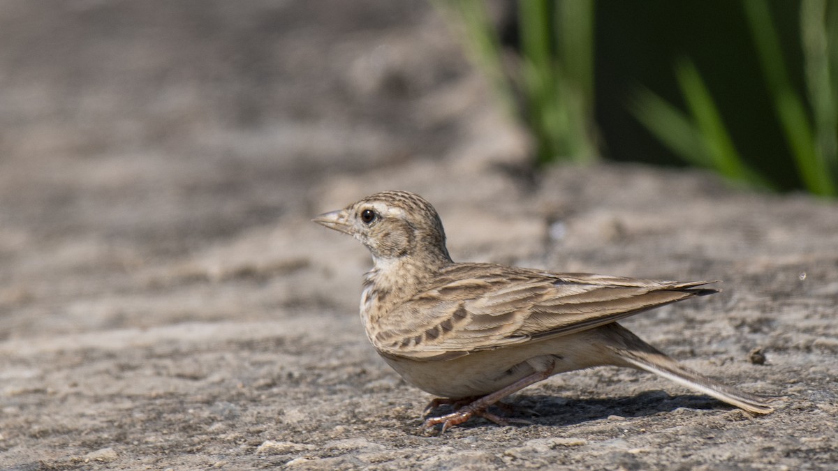 Terrera Oriental - ML646889140