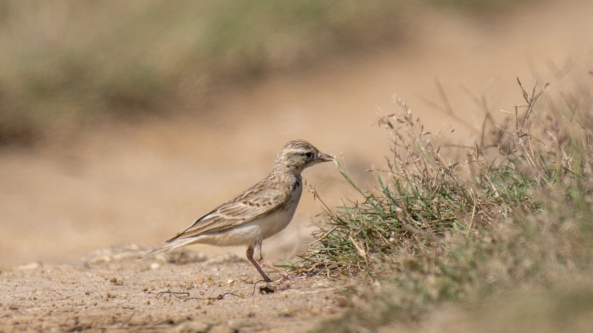 Mongolian Short-toed Lark - ML646889141