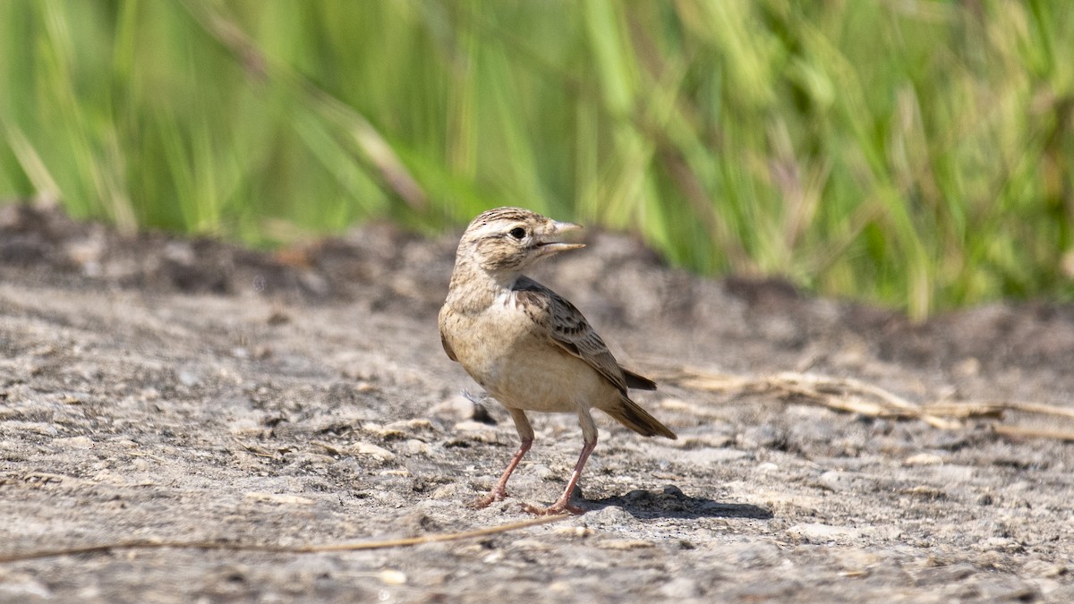 Mongolian Short-toed Lark - ML646889142