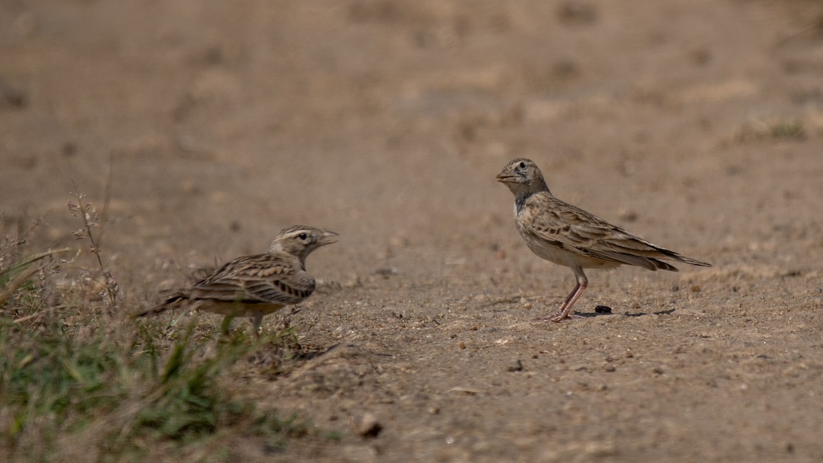 Mongolian Short-toed Lark - ML646889143