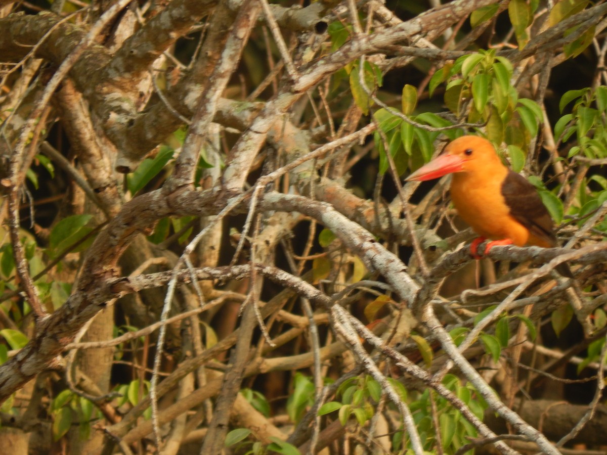 Brown-winged Kingfisher - ML646889144