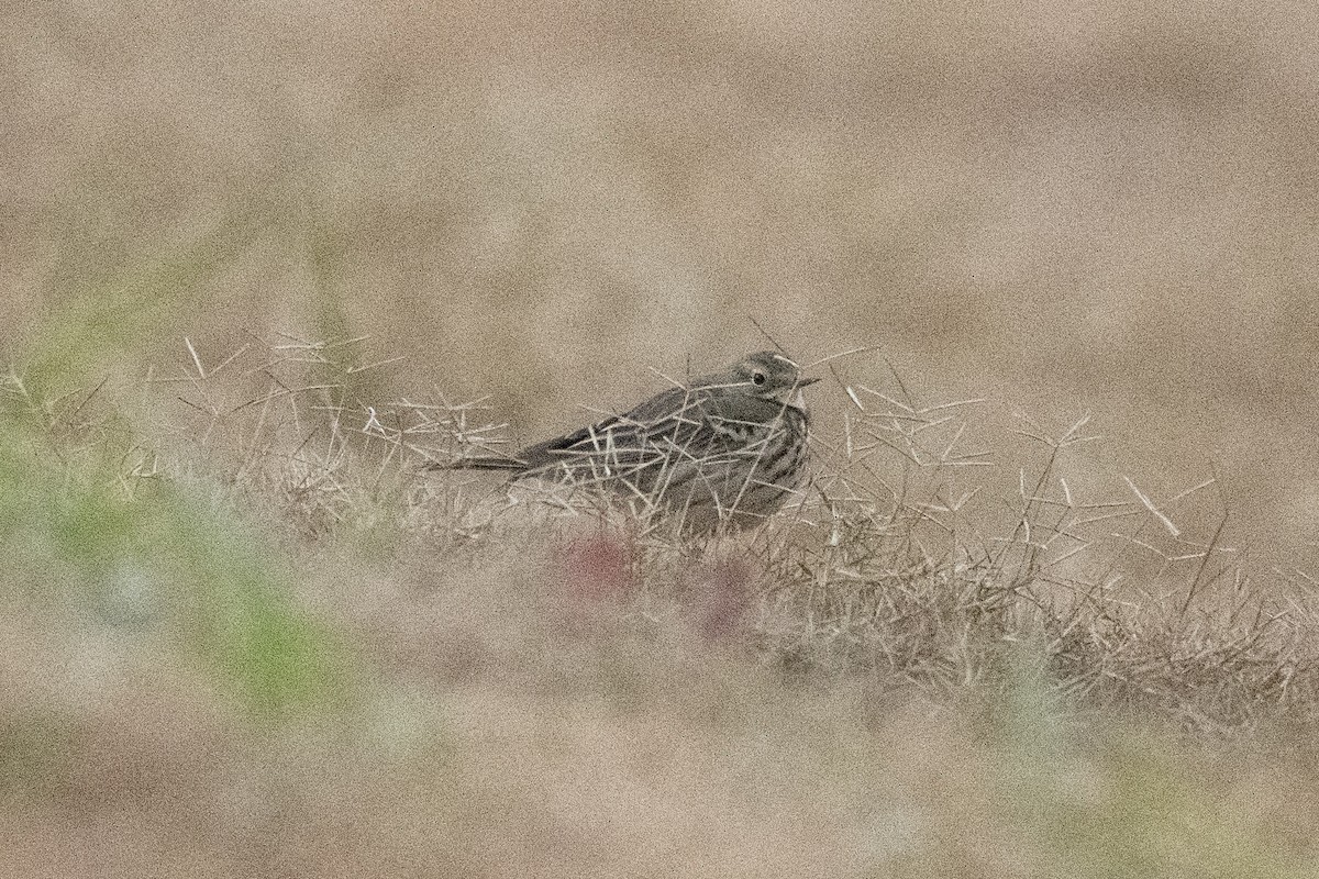 Siberian Pipit - ML646889146