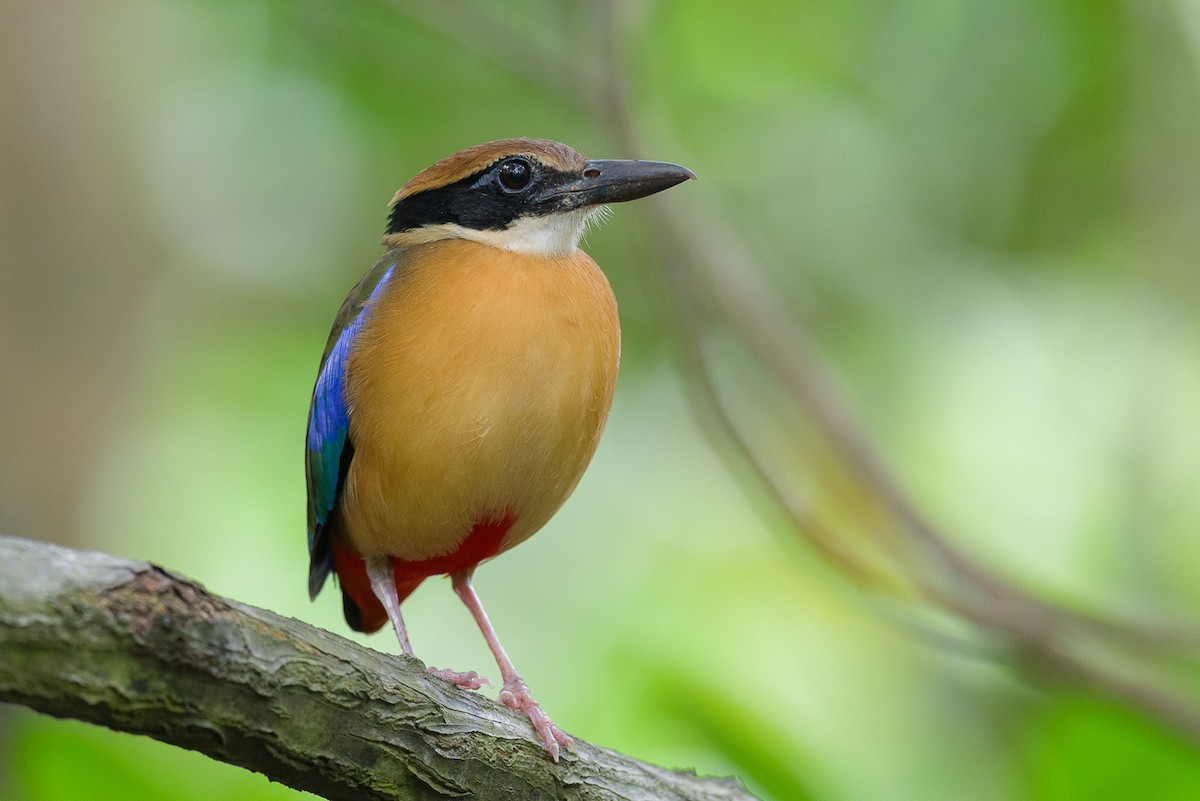 Mangrove Pitta - ML646889147