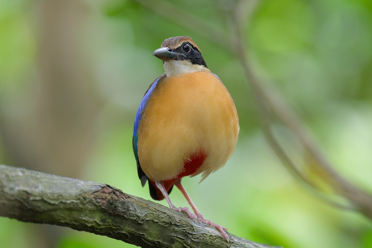 Mangrove Pitta - ML646889148