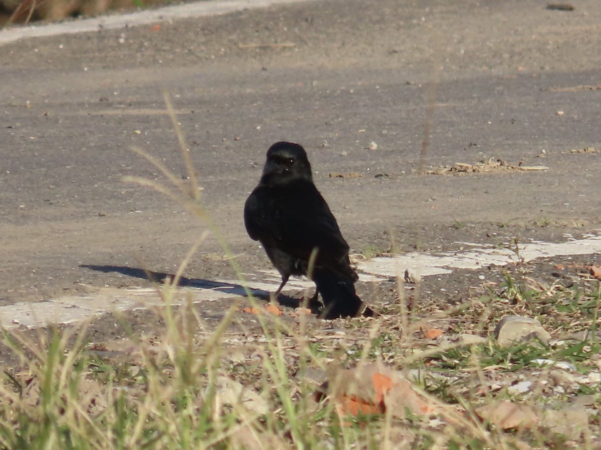 Black Drongo - ML646889149