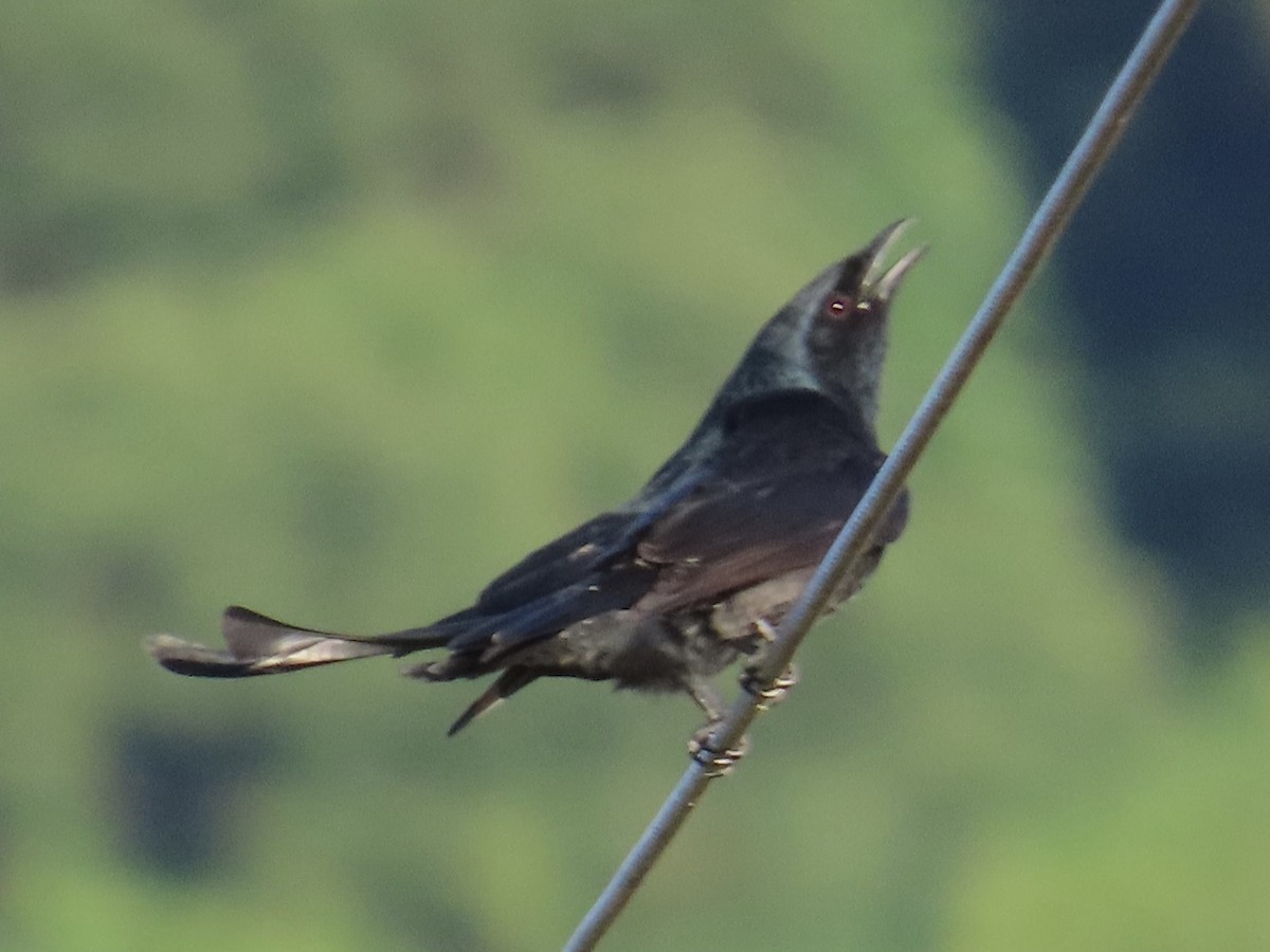 Black Drongo - ML646889150