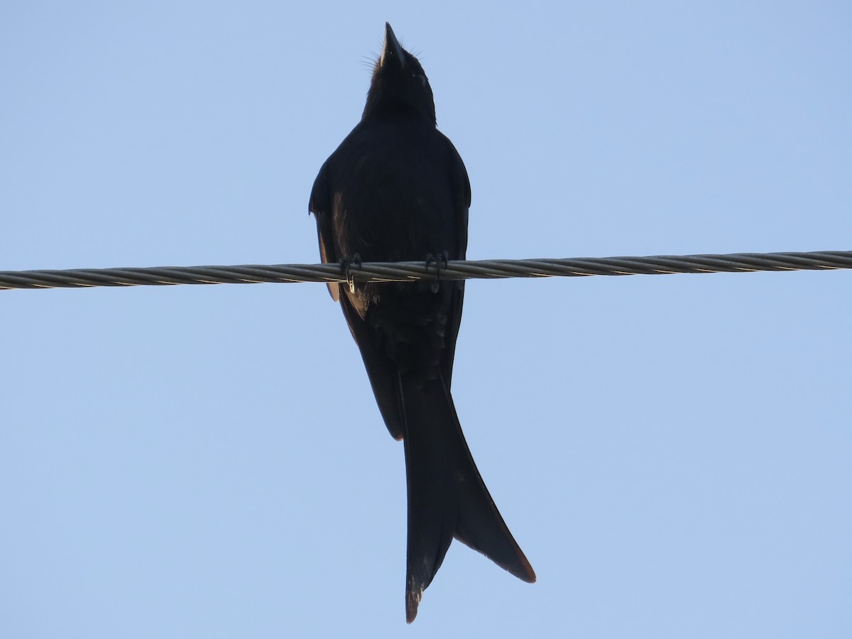 Black Drongo - ML646889151
