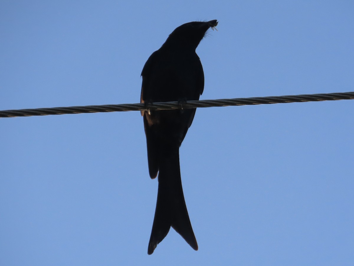 Black Drongo - ML646889152