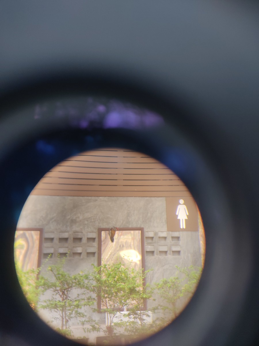 オオコガネゲラ - ML646889153