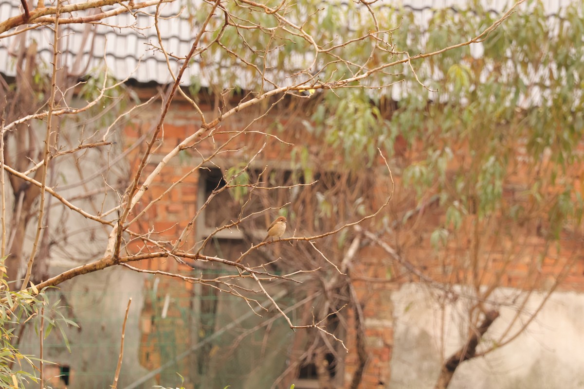 紅頭伯勞 - ML646889154