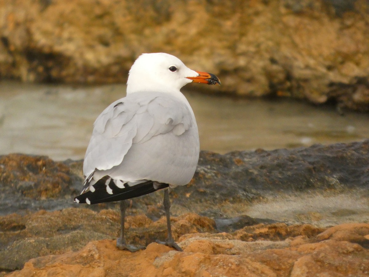 Audouin kaioa - ML646889155