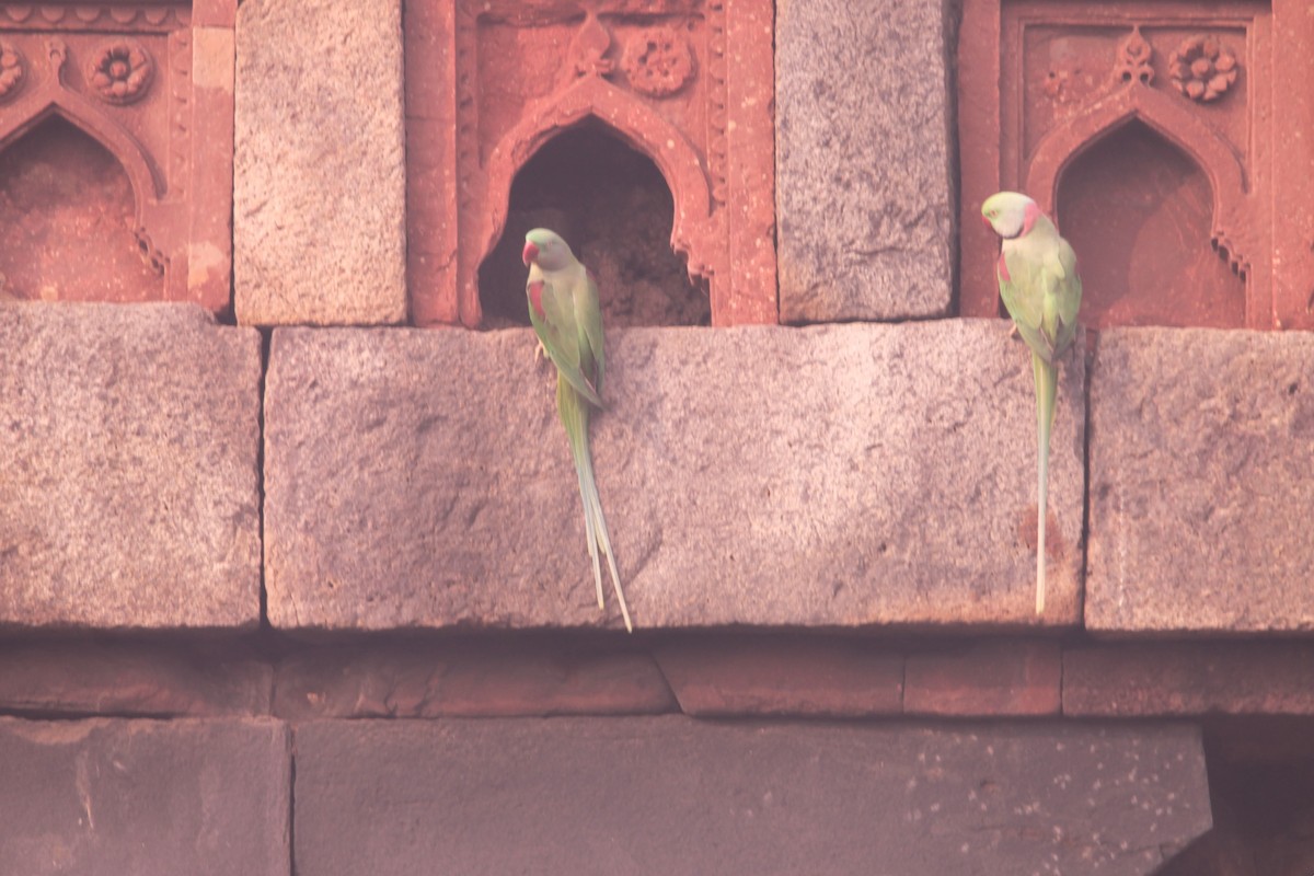 亞歷山大鸚鵡 - ML646889156