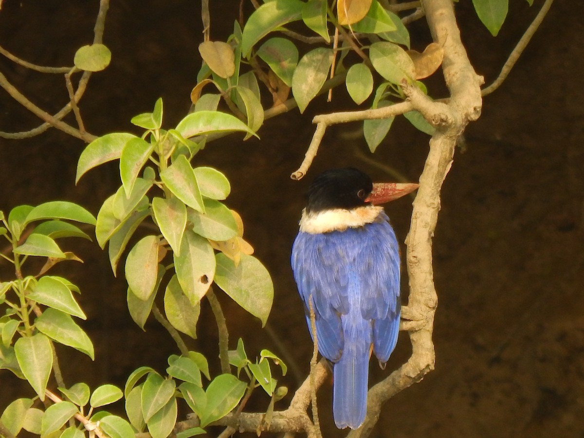 黑頭翡翠 - ML646889158