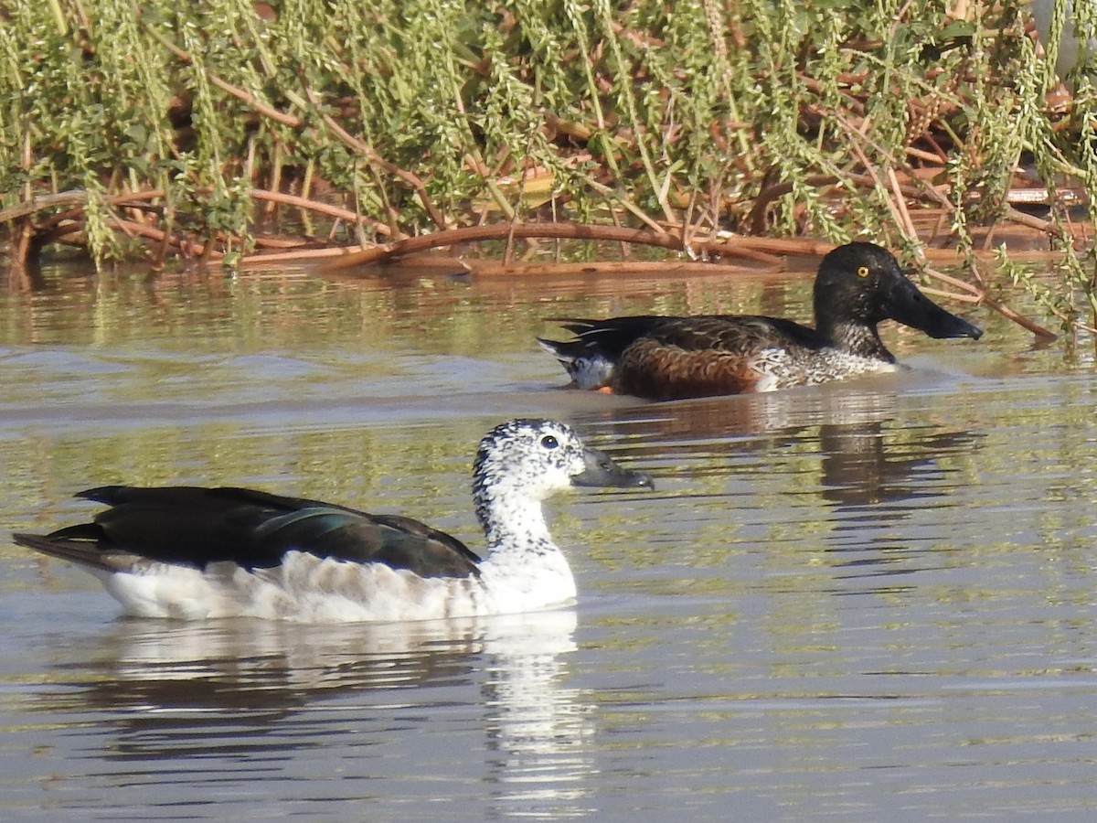 琵嘴鴨 - ML646889160