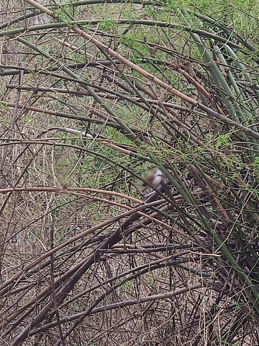 White-crested Laughingthrush - ML646889161