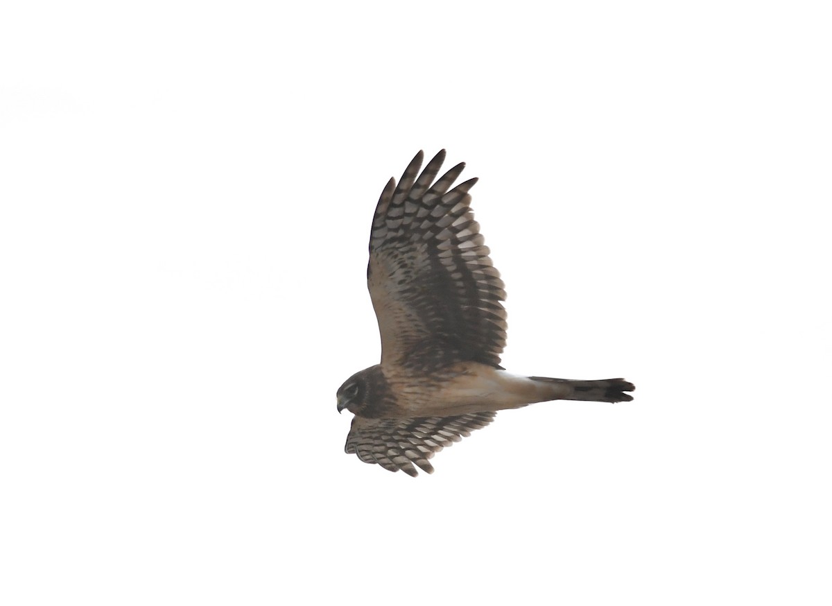 Northern Harrier - ML646889162
