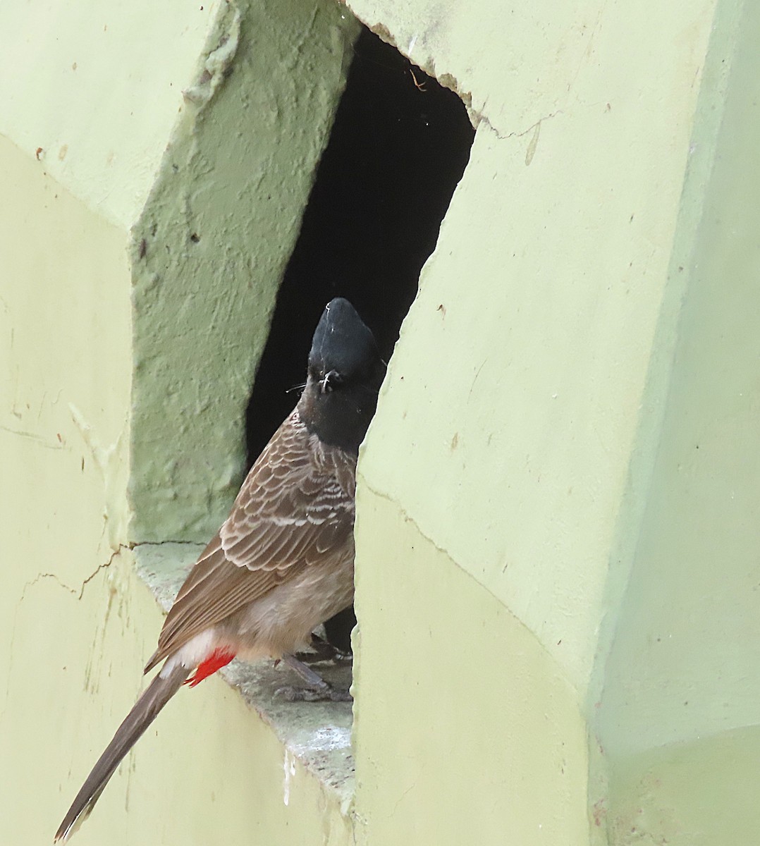 Red-vented Bulbul - ML646889163