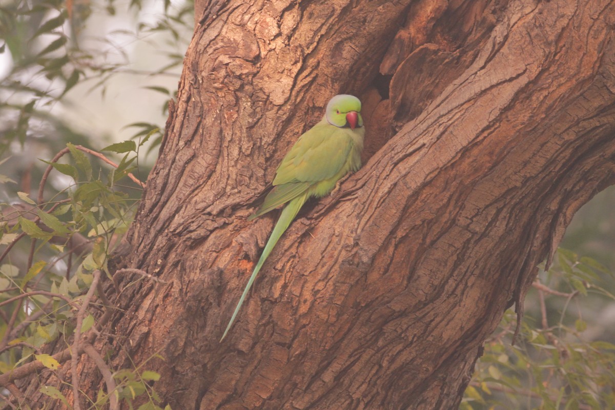 Rose-ringed Parakeet - ML646889165