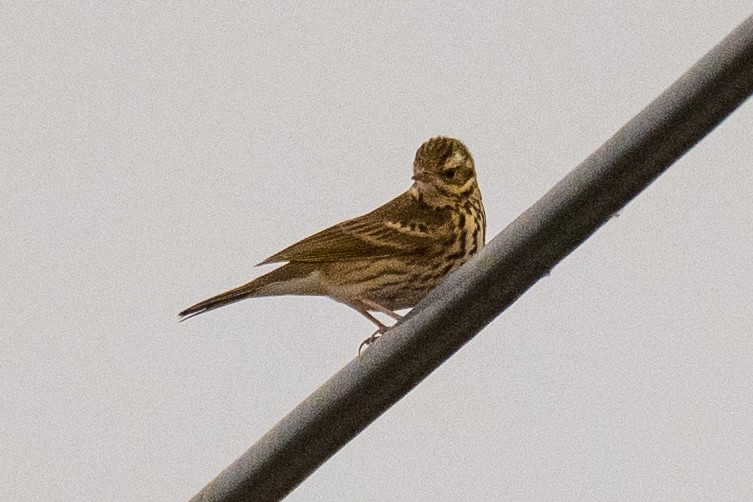 樹鷚 - ML646889166