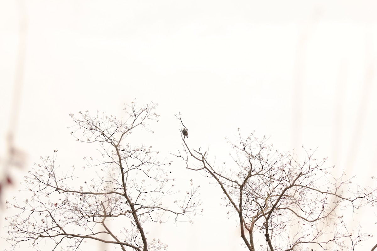 歐洲椋鳥 - ML646889167