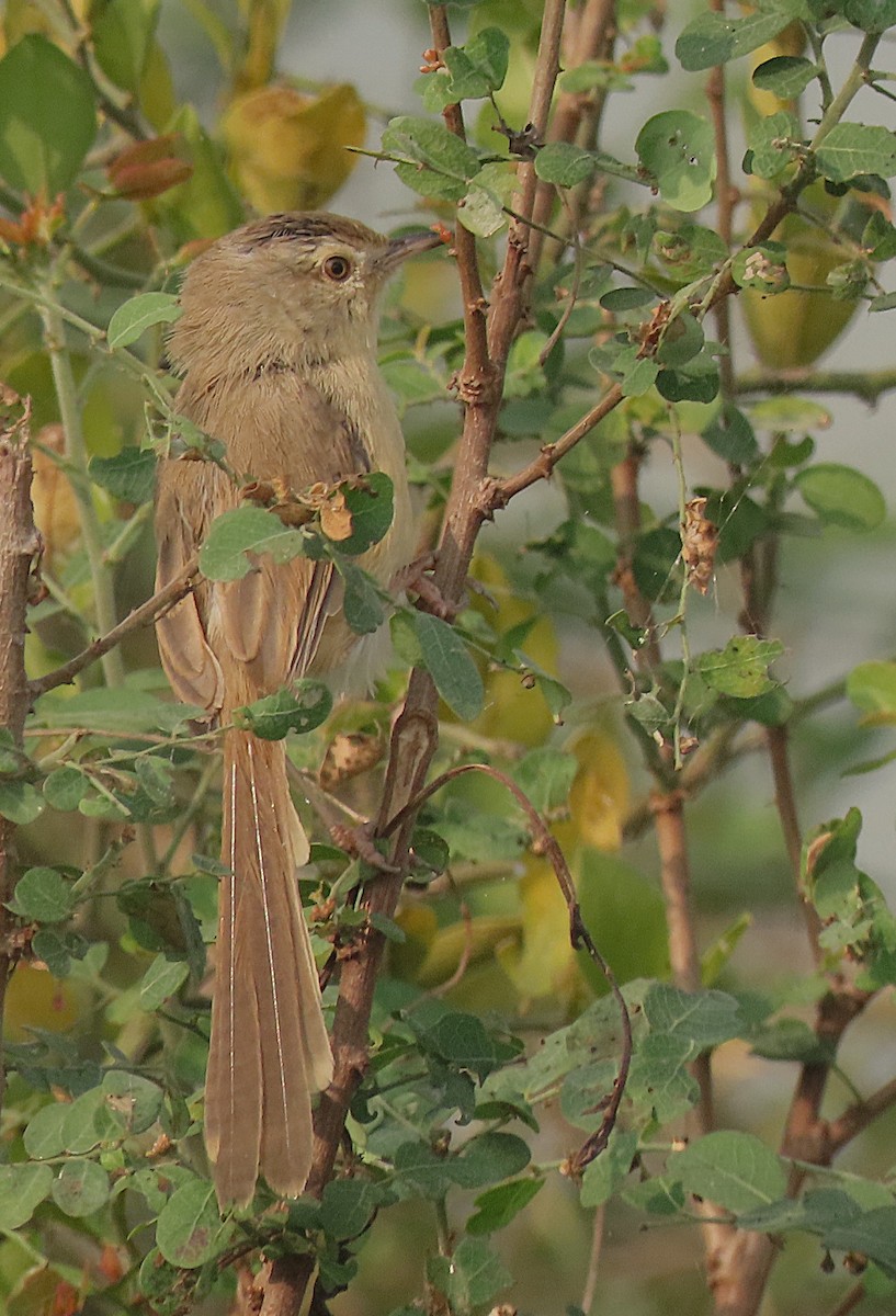 褐頭鷦鶯 - ML646889168