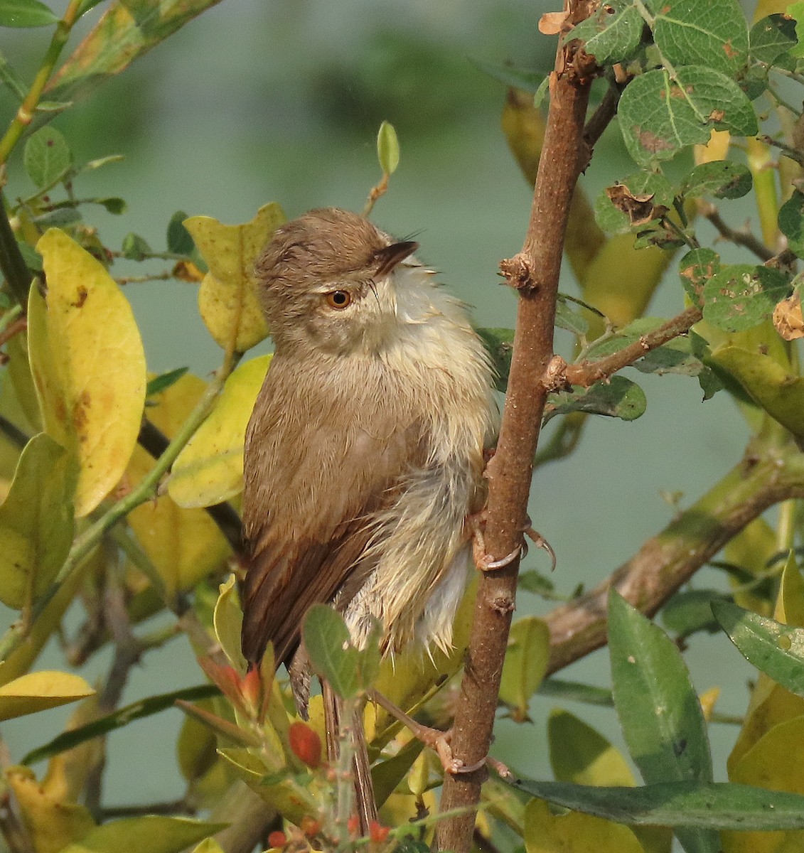 褐頭鷦鶯 - ML646889172