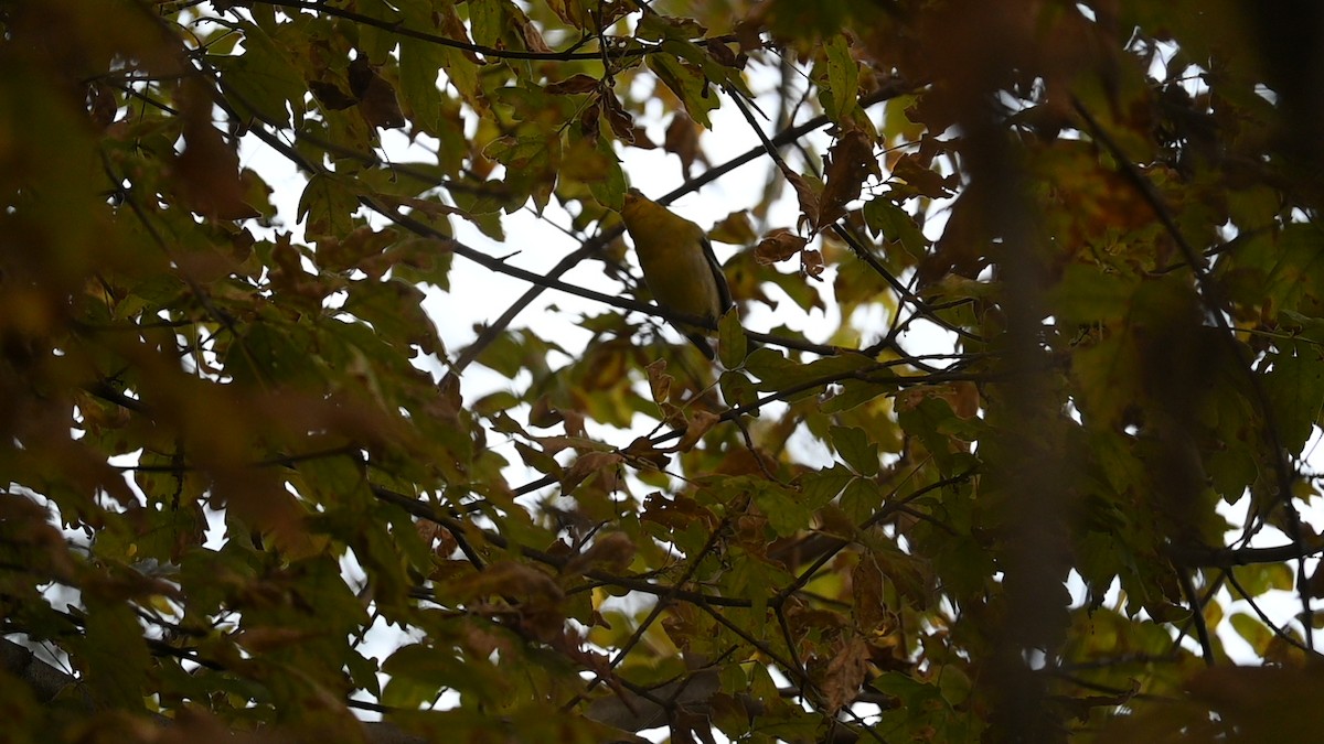 Western Tanager - ML646889173