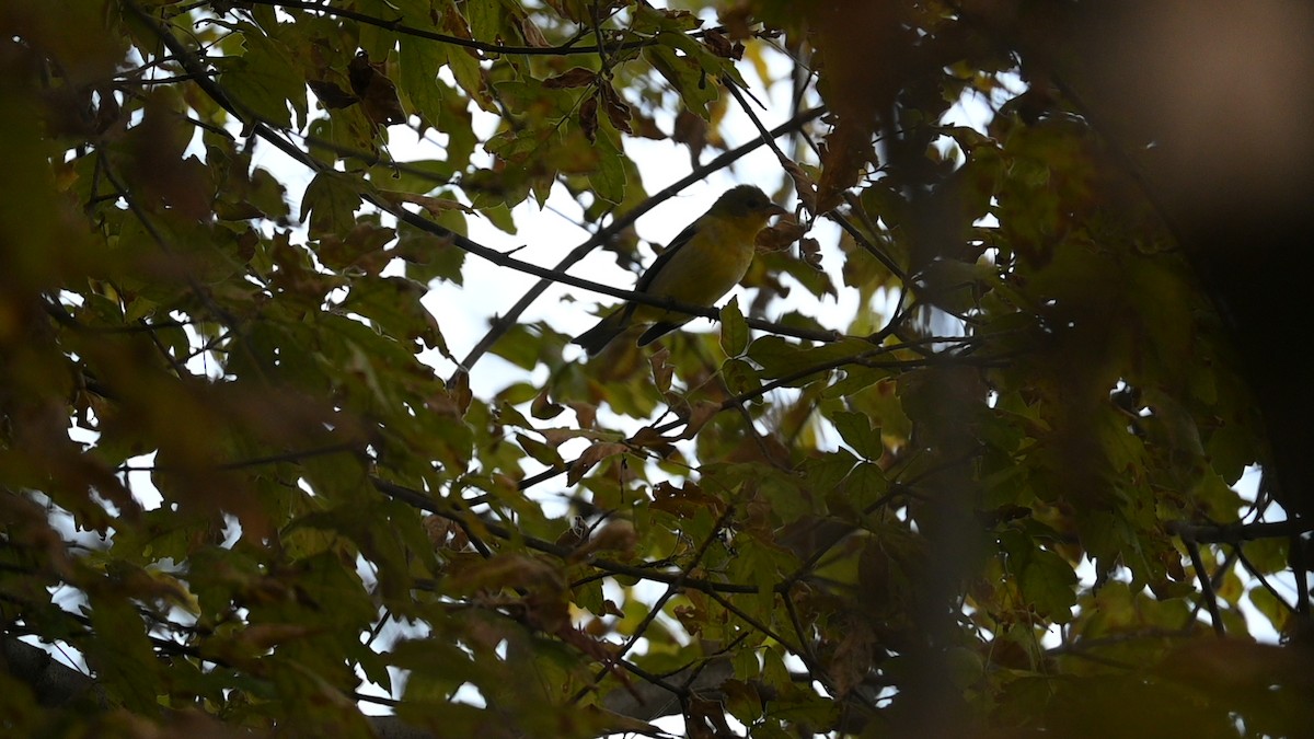 Western Tanager - ML646889174