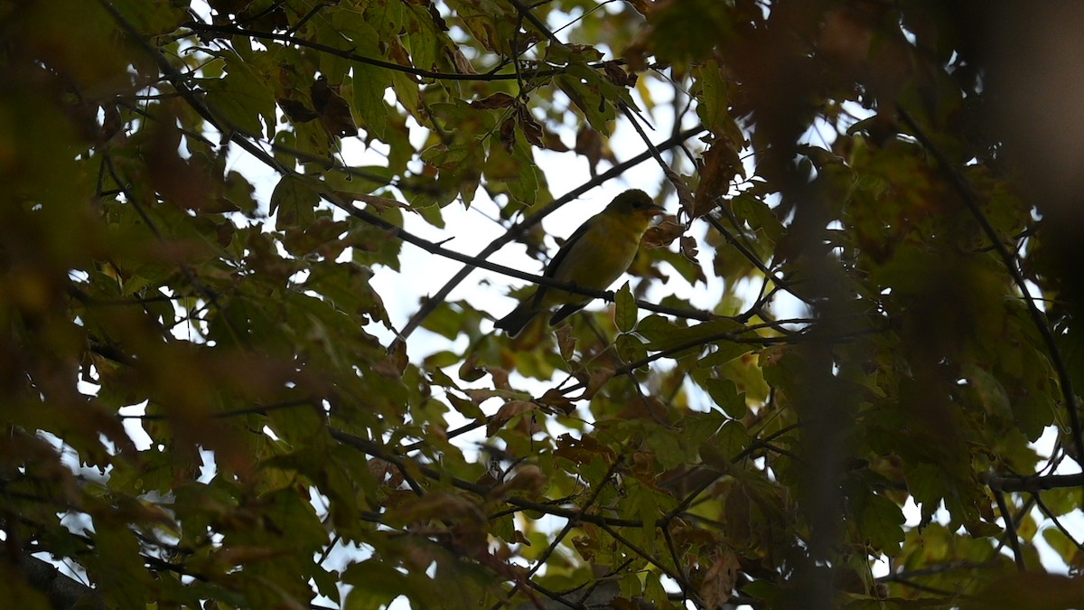 Western Tanager - ML646889175
