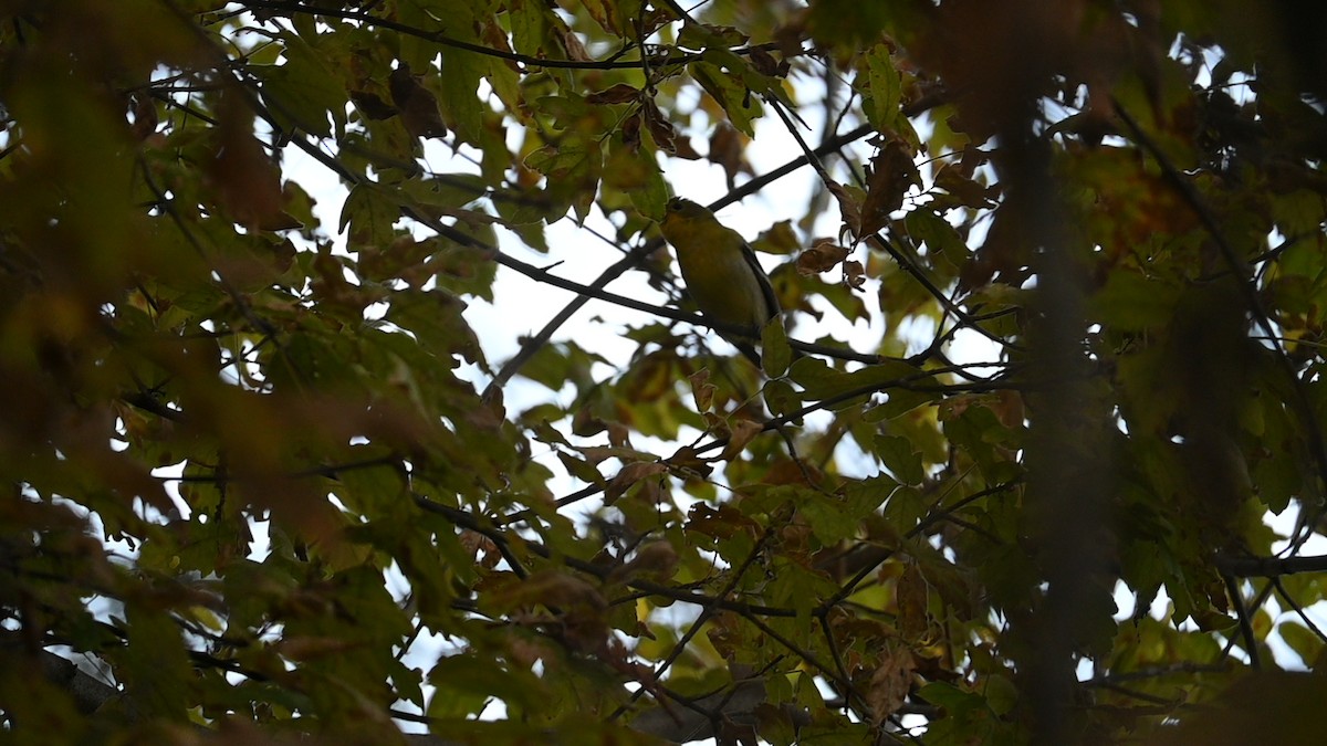 Western Tanager - ML646889176