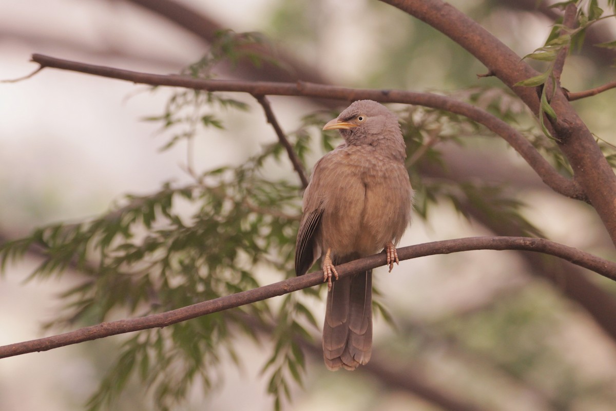 Jungle Babbler - ML646889177