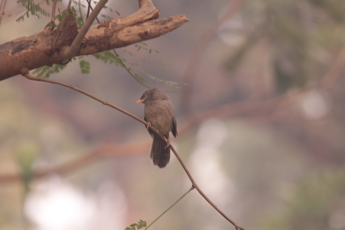 Jungle Babbler - ML646889178