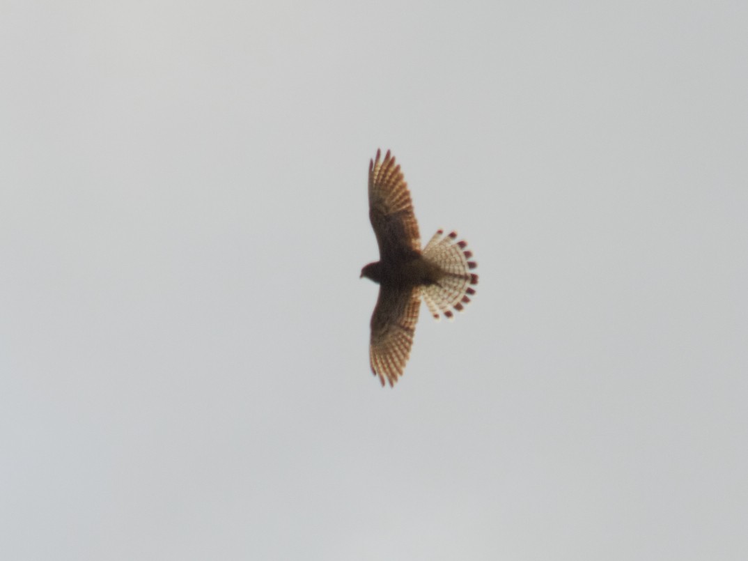 Spotted Kestrel - ML646889181