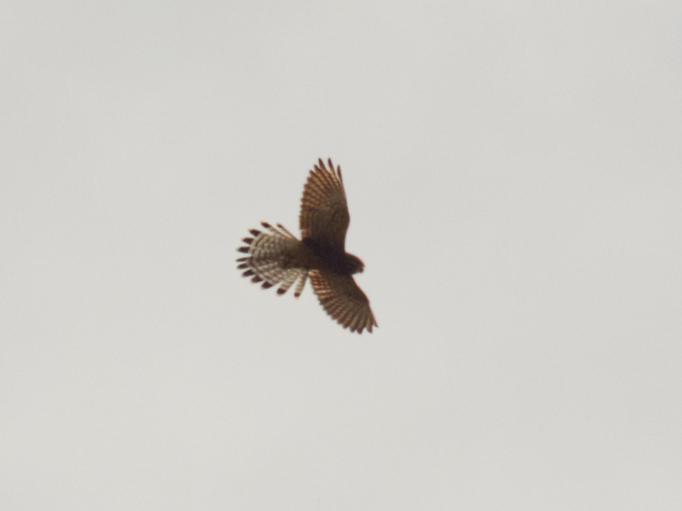 Spotted Kestrel - ML646889182