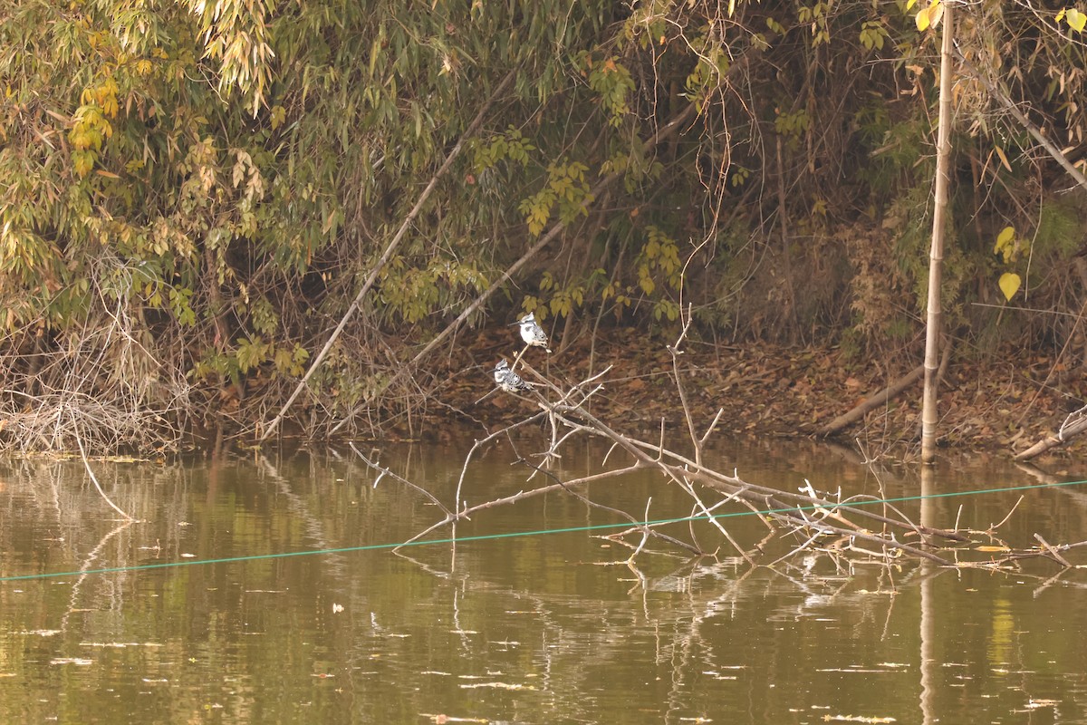 斑翡翠 - ML646889183