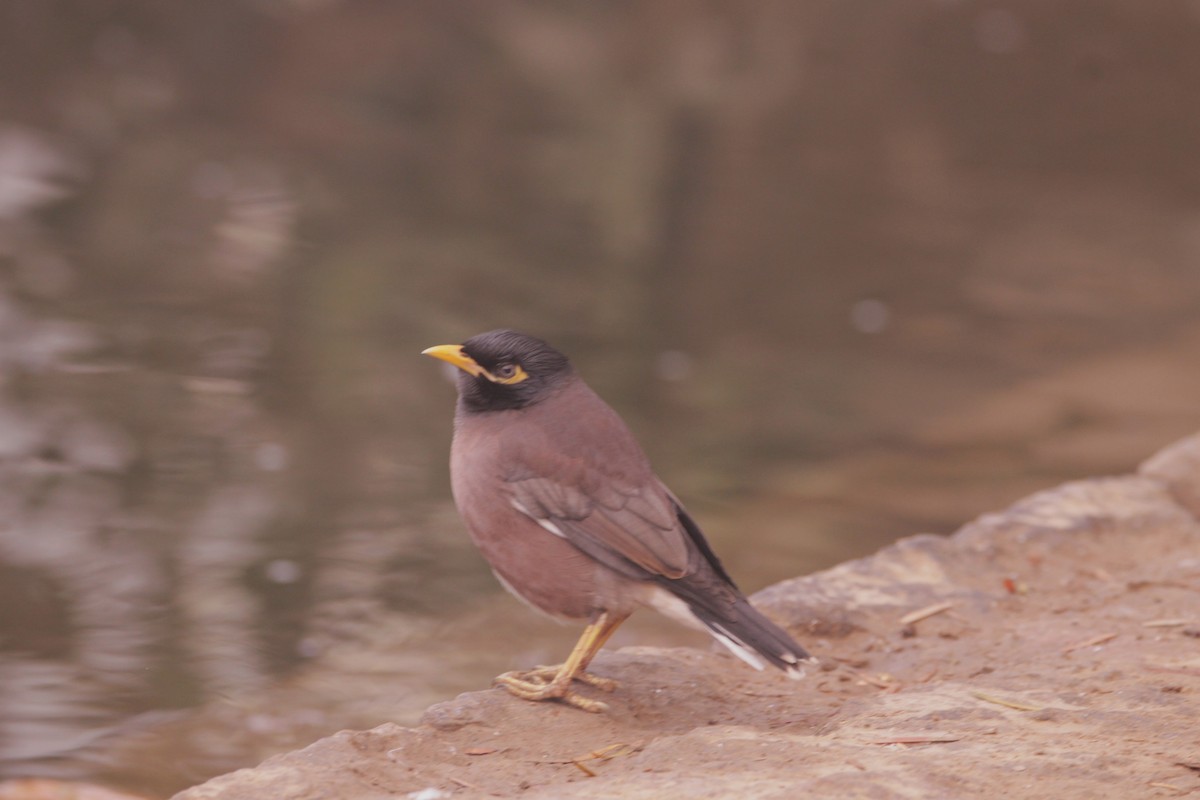 家八哥 - ML646889184