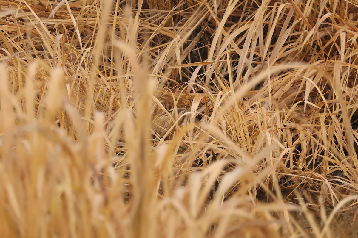 大麻鷺 - ML646889186