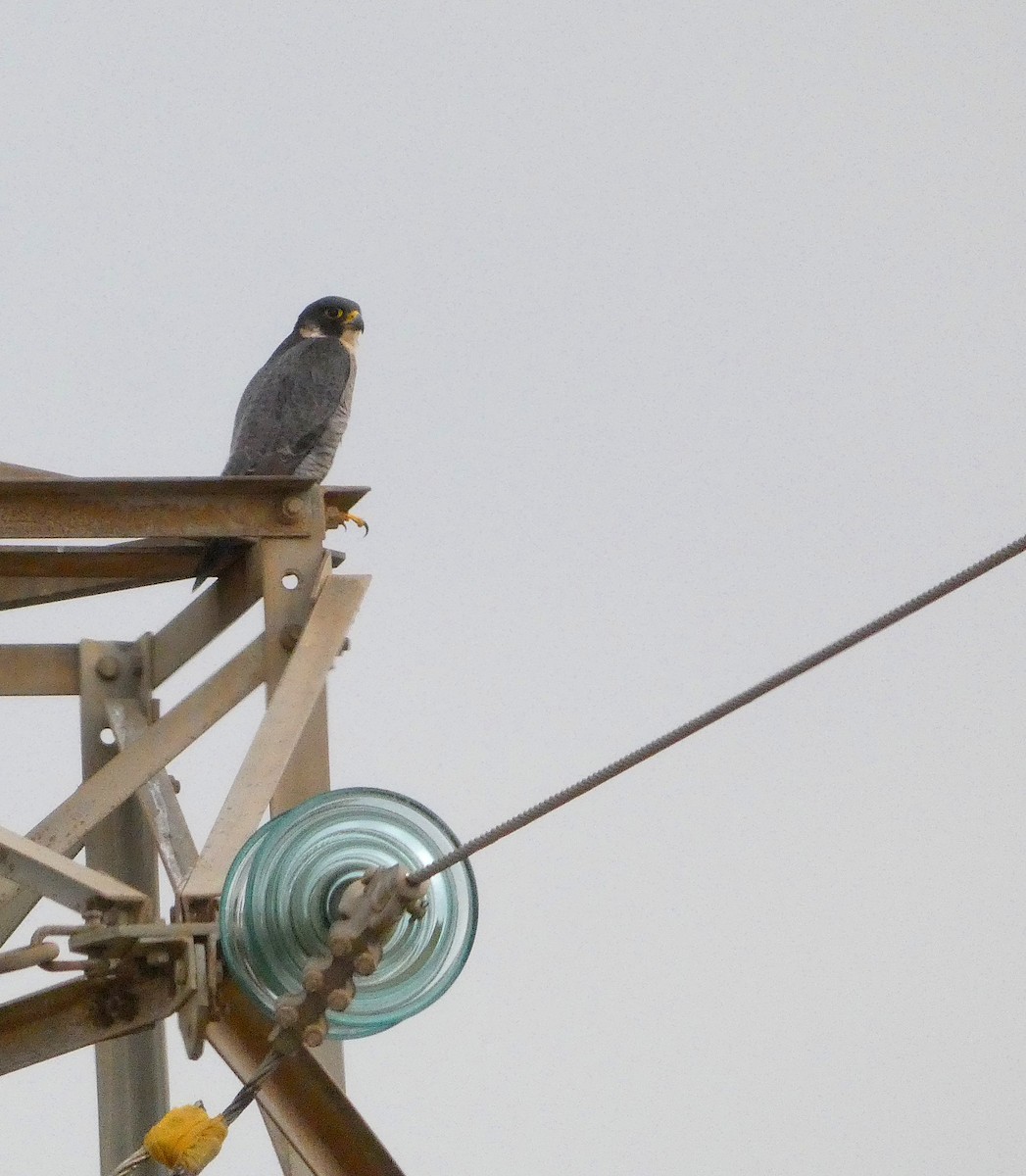 遊隼 - ML646889190