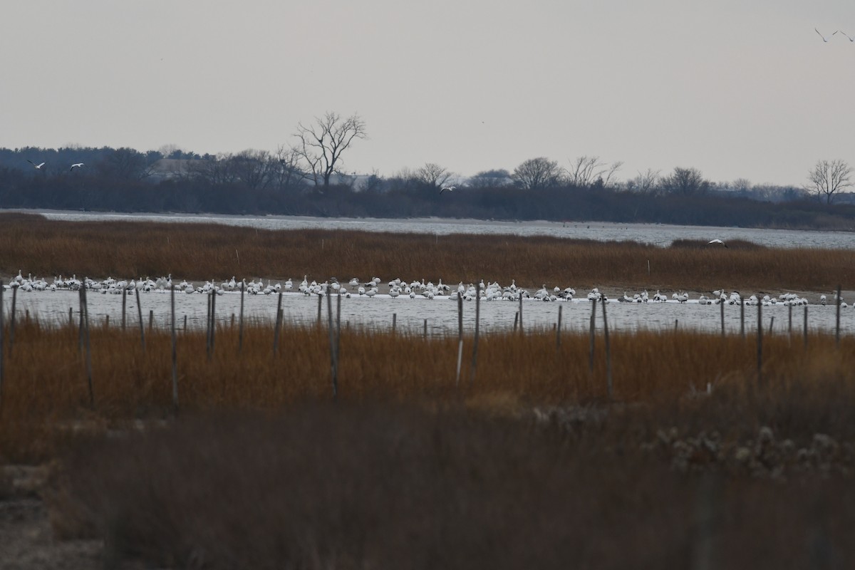 Elur-antzara - ML646889191