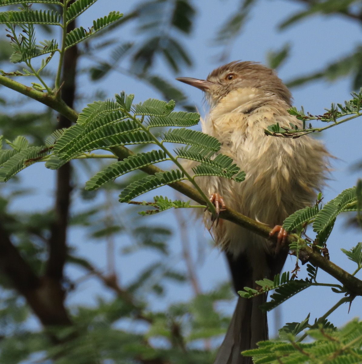 Ashy Prinia - ML646889193